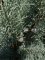 Cupressus arizonica glauca - cônes