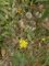 hieracium sabaudum - fleur