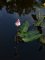 persicaria amphibia, forme flottante