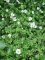 Rosa arvensis