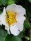 Rosa arvensis