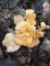 Cantharellus pallens - Girolle pruineuse