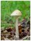 Amanita fulvoides