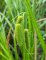 Carex pseudocyperus - Laîche faux-souchet