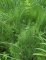 Equisetum fluviatile - Prêle des eaux