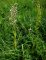 himantoglossum hyrcinum - ophrys apifera - neottia - listera (...)
