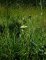 Ophrys apifera forme chlorantha