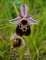 ophrys_fuciflora