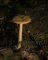 amanita fulva