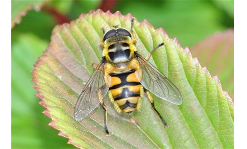 Entomologie