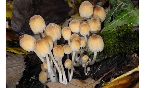 Mycologie
