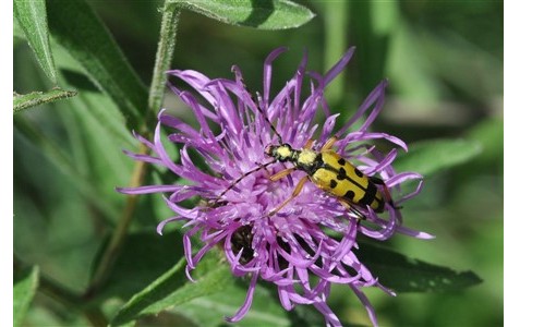 Botanique