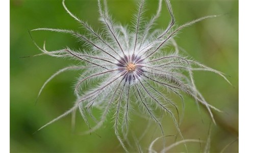 Botanique