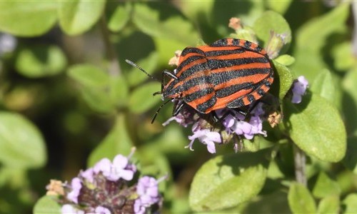 Entomologie