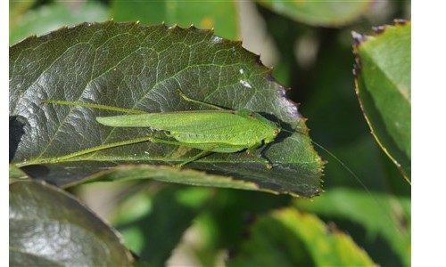 Entomologie