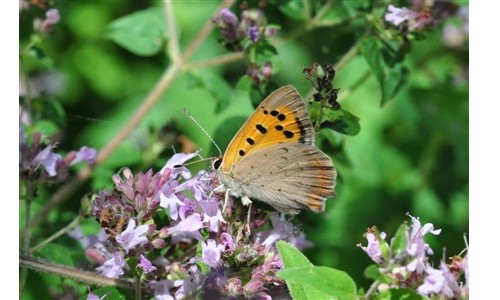 Entomologie