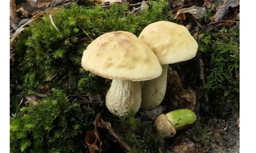Mycologie