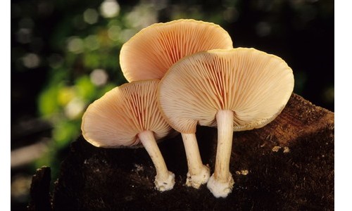 Mycologie