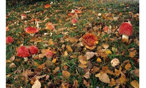 Mycologie