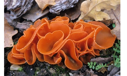 Mycologie