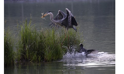 Ornithologie
