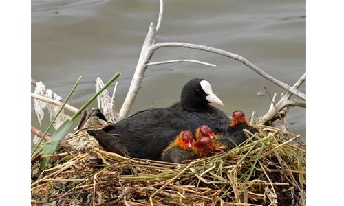Ornithologie