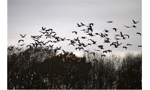 Ornithologie