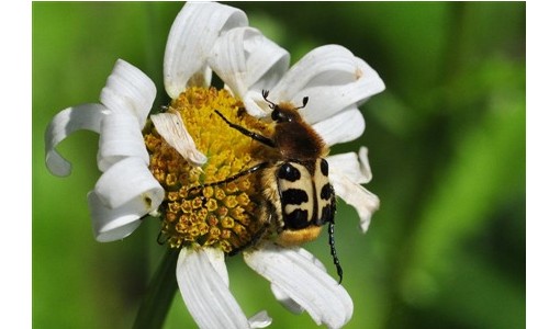 Entomologie