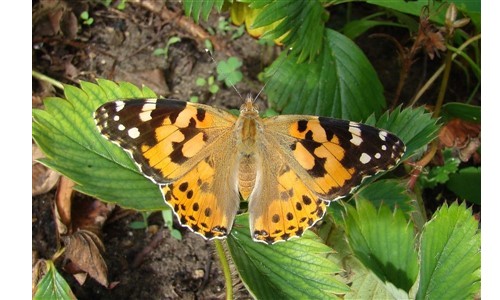 Entomologie