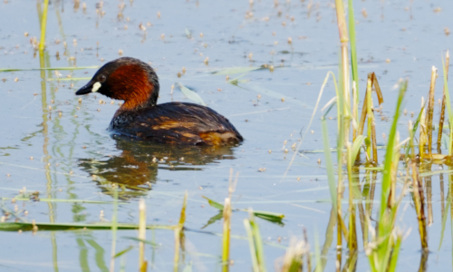 Ornithologie