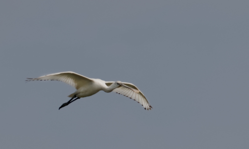 Ornithologie