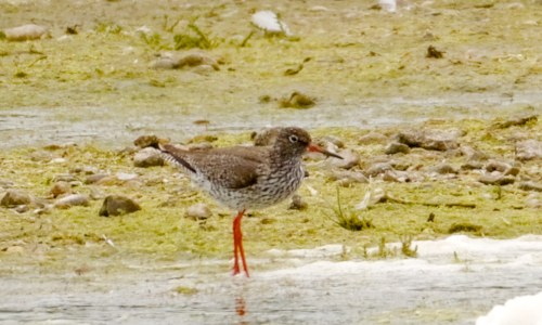 Ornithologie