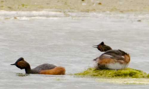 Ornithologie