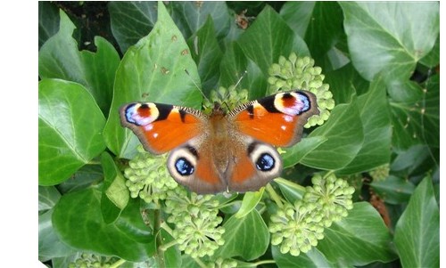 Entomologie
