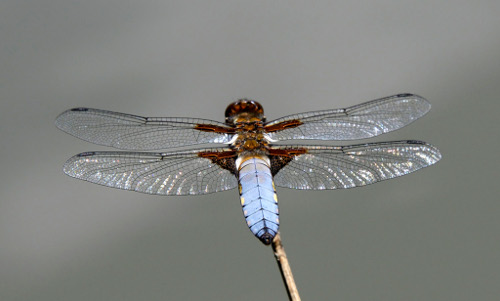 Entomologie