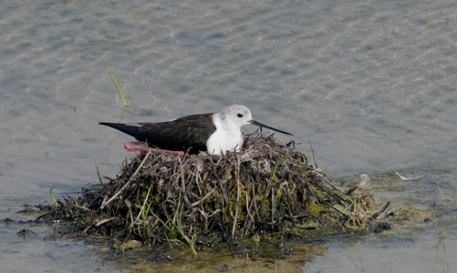 Ornithologie