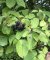 Cornus sanguinea - Cornouiller sanguin (fruits)