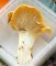 Cantharellus subpruinosus, syn. C. pallens