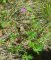 geranium colombinum