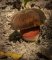 Neoboletus erythropus