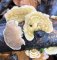 Lenzites betulinus - Lenzite du bouleau, avec ses lames