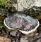Fomitopsis pinicola