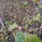 Viburnum lantana - bourgeon