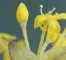 Cornouiller mâle - pédoncule floral poilu