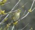 Pouillot véloce - Phylloscopus collybita