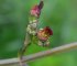 scrofularia auriculata - détail de la fleur