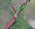persicaria_maculosa - ochreas avec longs poils