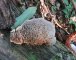 Daedalea quercina - Hymenium