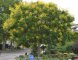 Koelreuteria paniculata : Savonnier, arbre aux lanternes