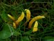Clavulinopsis helvola - jardin